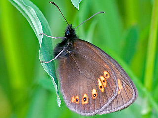 Erebia alberganus Almond-eyed Ringlet Mandelugiger Mohrenfalter