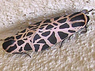 Paarung Cymbalophora pudica