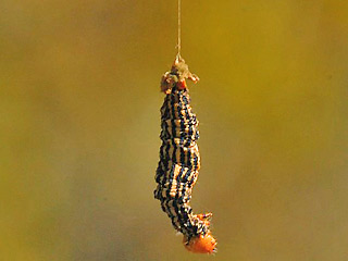 Raupe Calospilos pantaria