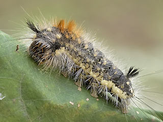 Raupe Haseleule Colocasia coryli Nut-tree Tussock