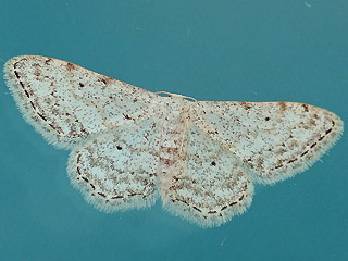 Idaea seriata Grauer Zwergspanner Small Dusty Wave