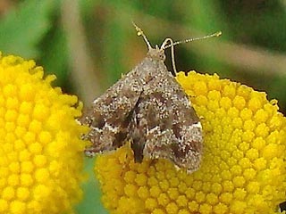 Anthophila fabriciana Rundstirnmotte Spreizflgelfalter Choreutidae