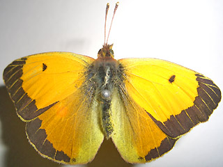 Postillon Schmetterling Zitronenfalter 50288 Wildtiere Papo 
