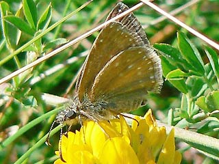 Dunkler Dickkopffalter, Kronwicken-Dickkopffalter Erynnis tages Dingy Skipper 