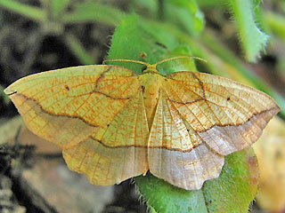 Epione repandaria Bordered Beauty Weiden-Saumbandspanner