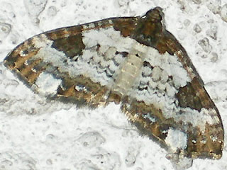 Melanthia procellata Sturmvogel Pretty Chalk Carpet