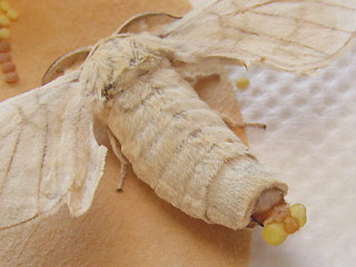 Weibchen Seidenspinner Maulbeerspinner Bombyx mori Domestic Silkmoth Seidenspinnerraupe Seidengewinnung Seiden-Raupe
