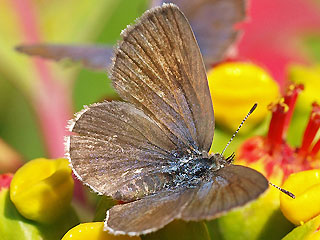 Zizeeria knysna African Grass Blue