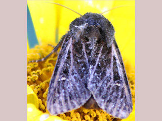 Abromias groenlandica