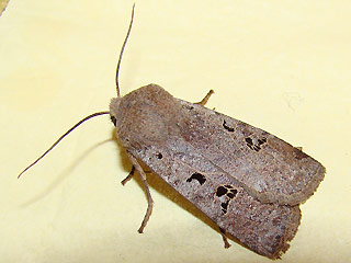 Conistra rubiginosa Schwarzgefleckte Wintereule Feldholz-Wintereule