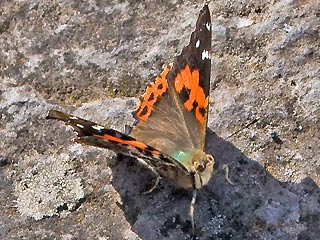 Kanarischer Admiral Vanessa vulcania Canary Red Admiral