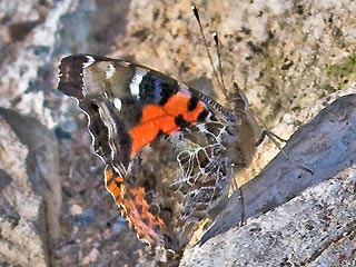 Kanarischer Admiral Vanessa vulcania Canary Red Admiral