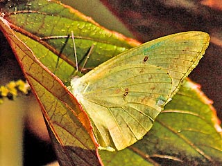 Mnnchen Catopsilia florella African migrant
