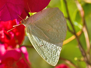 Weibchen Catopsilia florella African migrant