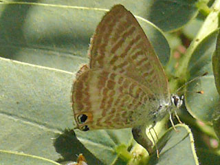 Eiablegendes Weibchen Groer Wander-Bluling Lampides boeticus Long-tailed Blue