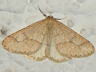 Agriopis marginaria Graugelber Breitflgelspanner Dotted Border