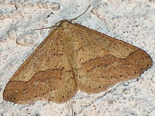 Agriopis marginaria Graugelber Breitflgelspanner Dotted Border