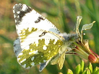 Euchloe crameri Westlicher gesprenkelter Weiling  Western Dappled White