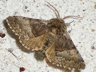 Haseleule Colocasia coryli Nut-tree Tussock