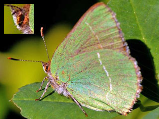 Callophrys avis Chapman's Green Hairstreak