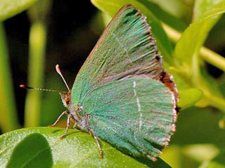 Callophrys avis Chapman's Green Hairstreak