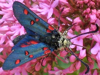 Zygaena lavandulae
