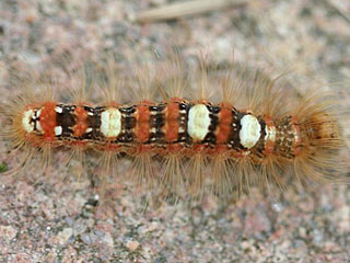 Seladoneule Moma alpium Scarce Merveille du Jour