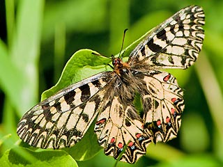 Osterluzeifalter  Zerynthia polyxena  Southern Festoon