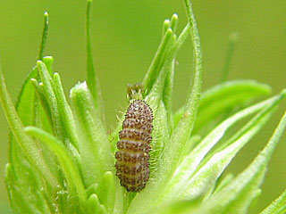 Raupe Polyommatus eumedon Storchschnabel-Bluling Geranium Argus