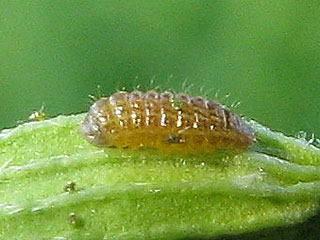 Raupe Polyommatus eumedon Storchschnabel-Bluling Geranium Argus