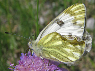 Alpen-Weiling Pontia callidice Peak White