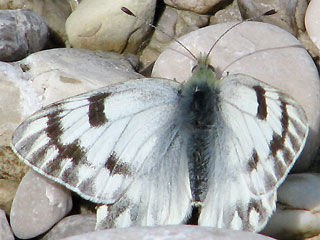 Alpen-Weiling Pontia callidice Peak White