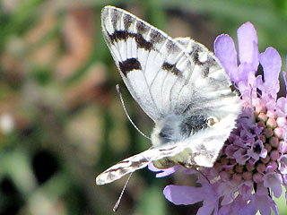 Alpen-Weiling Pontia callidice Peak White