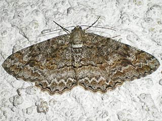 Alcis repandata  Wellenlinien-Rindenspanner  Mottled Beauty
