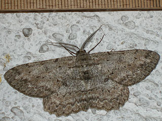 07784 Hypomecis punctinalis (SCOPOLI, 1763) - Aschgrauer Rindenspanner