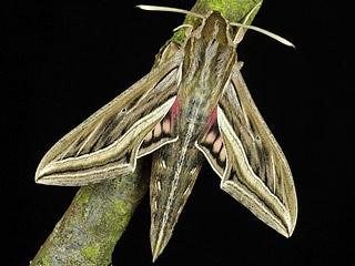Hippotion celerio  Großer Weinschwärmer Silver-striped Hawk-moth