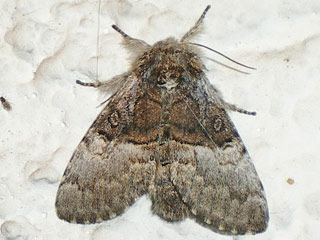 Haseleule Colocasia coryli Nut-tree Tussock