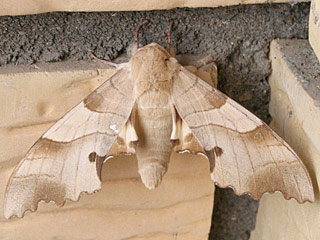 Marumba quercus Eichenschwrmer Oak Hawk-moth