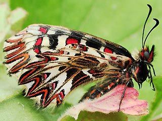 Osterluzeifalter  Zerynthia polyxena  Southern Festoon