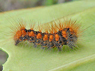 Goldhaar-Rindeneule  Acronicta auricoma  Scarce Dagger