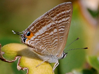 Lampides boeticus   Groer Wander-Bluling  Long-tailed Blue