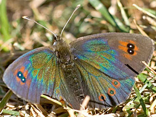 Erebia Cassioides Common Brassy Ringlet 