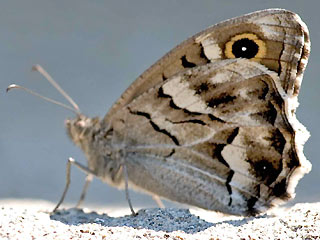 Hipparchia ( Pseudotergumia ) fidia Striped Grayling