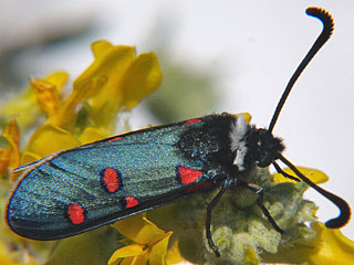 Zygaena lavandulae