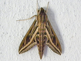 Hippotion celerio  Großer Weinschwärmer  Silver-striped Hawk-moth