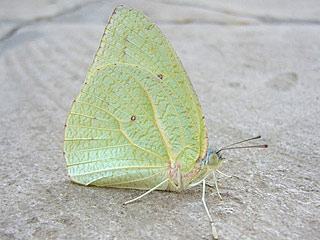 Catopsilia florella African Migrant