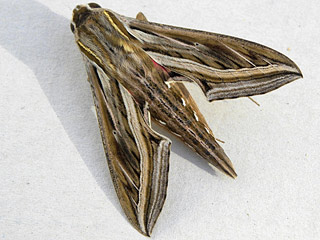 Hippotion celerio  Großer Weinschwärmer  Silver-striped Hawk-moth