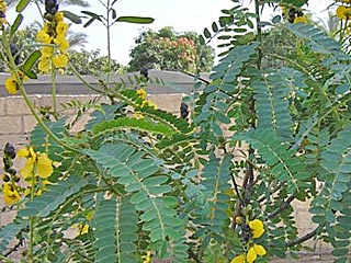 Catopsilia florella African Migrant