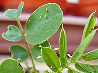 Eier Catopsilia florella African Migrant