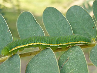 Raupe Catopsilia florella African Migrant